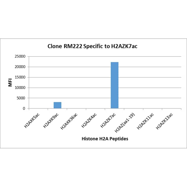 Multiplex Immunoassay: Histone H2A.Z [ac Lys7] Antibody (RM222) - Azide and BSA Free [NBP3-26026] - RM222 specifically reacts to Histone H2A.Z acetylated at Lysine 7. No cross reactivity with non-modified Lysine 7 or other acetylated Lysines in histone H2A.