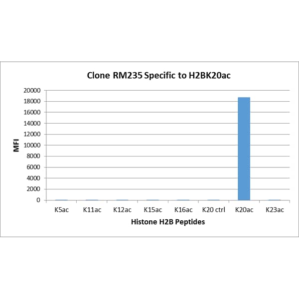 Multiplex Immunoassay: Histone H2B type 1B [ac Lys20] Antibody (RM235) - Azide and BSA Free [NBP3-26027] - RM235 specifically reacts to Histone H2B acetylated at Lysine 20 (K20ac). No cross reactivity with non-modified Lysine 20 or other acetylated Lysines in histone H2B.
