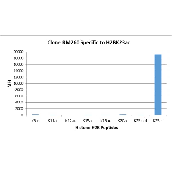 Multiplex Immunoassay: Histone H2B type 1B [ac Lys23] Antibody (RM260) - Azide and BSA Free [NBP3-26028] - RM260 specifically reacts to Histone H2B acetylated at Lysine 23 (K23ac). No cross reactivity with acetylated Lysine 5 (K5ac), Lysine 11 (K11ac), Lysine 12 (K12ac), Lysine 15 (K15ac), Lysine 20 (K20ac), or non-mordified Lysine 23 in histone H2B.