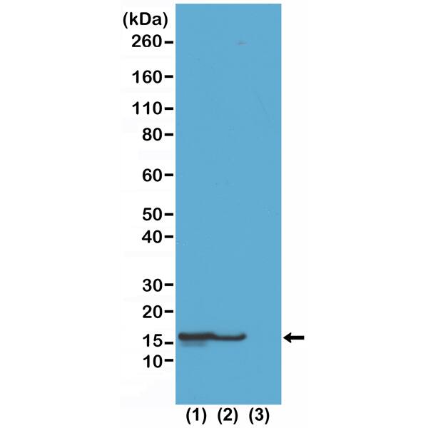 Western Blot: Histone H2B type 1B [ac Lys23] Antibody (RM260) - Azide and BSA Free [NBP3-26028] - Western Blot of (1) acid extracts of HeLa cells treated with sodium butyrate, (2) acid extracts of HeLa cells untreated, and (3) recombinant Histone H2B, using RM260 at 0.5 ug/mL.