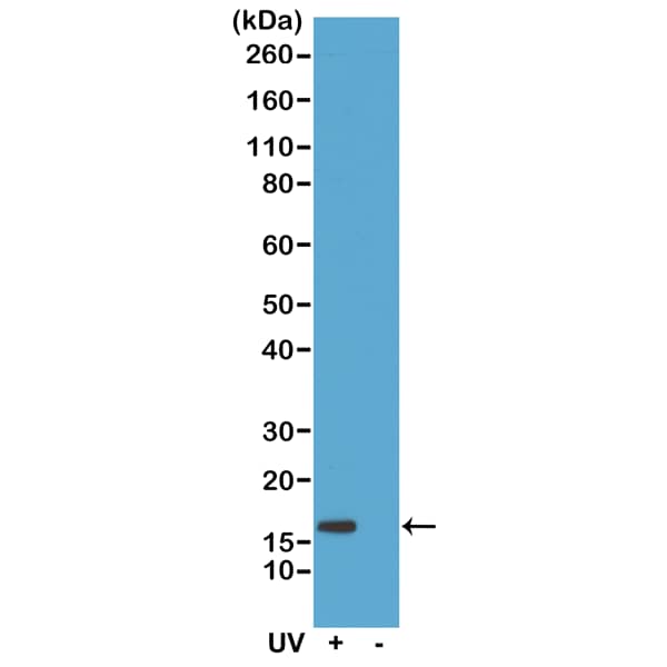 Western Blot: Histone H2AX [p Ser139] Antibody (RM224) - Azide and BSA Free [NBP3-26030] - Western Blot of acid extracts of HeLa cells treated or non-treated with UV, using RM224 at 0.5 ug/mL, showed a band of Histone H2AX phosphorylated at serine 139 in HeLa cells.