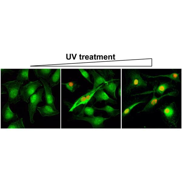 Immunocytochemistry/ Immunofluorescence: Histone H2AX [p Ser139] Antibody (RM224) - Azide and BSA Free [NBP3-26030] - Immunocytochemistry of HeLa cells using Clone RM224 (red). Actin filaments have been labeled with fluorescein phalloidin (green).