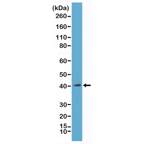 Western Blot: Histone H2AY/macroH2A.1 Antibody (RM248) - Azide and BSA Free [NBP3-26031] - Western Blot of acid extracts from K562 cells, using RM248 at 1 ug/mL.