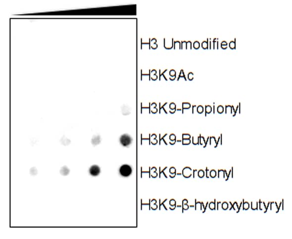 Dot Blot: Histone H3 [Crotonyl Lys9] Antibody (RM339) - Azide and BSA Free [NBP3-26032] - A Peptide dotblot showing RM339 reacts specifically to Histone H3 crotonylated at Lysine 9 (H3K9-Crotonyl), and RM339’s cross-reactivity with different peptides. 