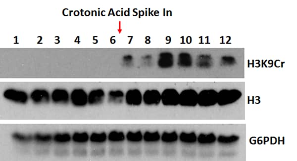 Western Blot: Histone H3 [Crotonyl Lys9] Antibody (RM339) - Azide and BSA Free [NBP3-26032] - Western Blot using Clone RM339 against Histone H3 [Crotonyl Lys9] (H3K9Cr). Anti-Histone H3 and anti-G6PDH were used as controls. A crotonylation inducing metabolite was used to increase the H3K9cr signal.