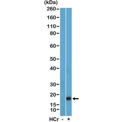 Western Blot: Histone H3 [Crotonyl Lys27] Antibody (RM401) - Azide and BSA Free [NBP3-26033] - Western Blot of acid extracts of HeLa cells with or without sodium crotonate treatment using Clone RM401 at 0.5 ug/mL.