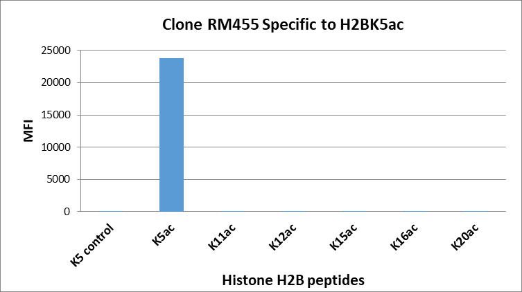 Multiplex Immunoassay: Histone H2B [ac Lys5] Antibody (RM455) - Azide and BSA Free [NBP3-26034] - RM455 specifically reacts to Histone H2B acetylated at Lysine 5 (K5ac). No cross reactivity with non-modified Lysine 5, or other acethylations in histone H2B.