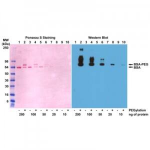Western Blot: Polyethylene Glycol Antibody (RM105) - Azide and BSA Free [NBP3-26041] - Western blot of BSA and PEGylated BSA (mPEG 5 kDa) using Clone RM105.