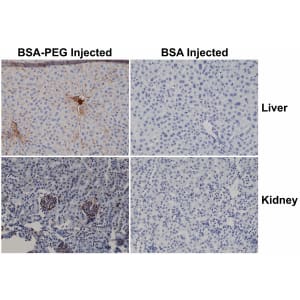 Immunohistochemistry-Paraffin: Polyethylene Glycol Antibody (RM105) - Azide and BSA Free [NBP3-26041] - Immunohistochemistry of mouse liver and kidney using Clone RM105. The mouse was injected with PEG-BSA or BSA for 3 hours before sampling.
