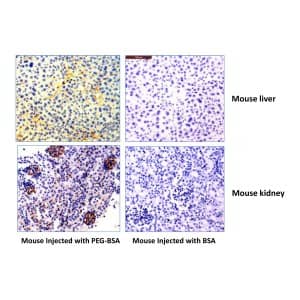 Immunohistochemistry-Paraffin: Polyethylene Glycol Antibody (RM105) - Azide and BSA Free [NBP3-26041] - Immunohistochemistry of mouse liver and kidney using Clone RM105. The mouse was injected with PEG-BSA or BSA for 3 hours before sampling.