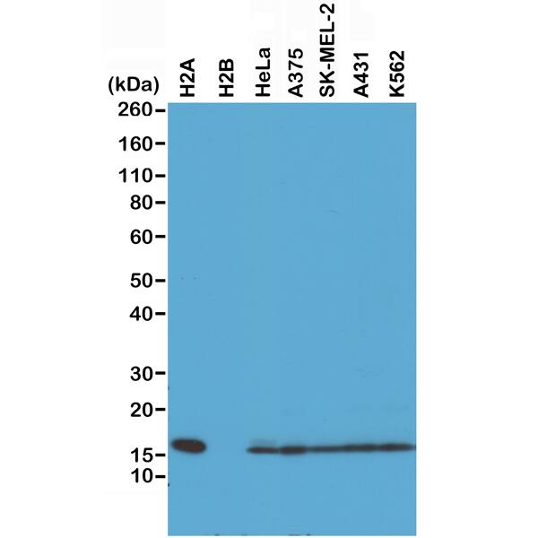 Western Blot: Histone H2AE Antibody (RM225) - Azide and BSA Free [NBP3-26042] - Western Blot of recombinant Histone H2A, H2B, the whole cell lysates of HeLa, A375, SK-MEL-2, A431, and K562, using RM225 at 0.5 ug/mL.