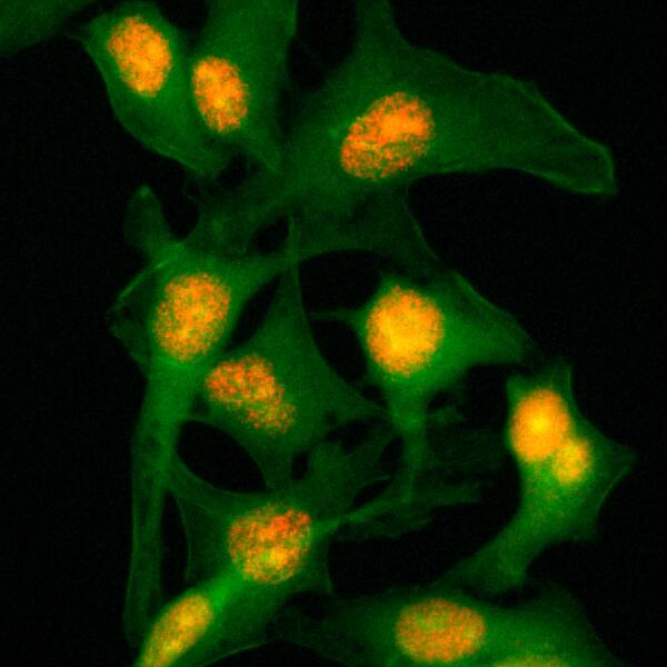 Immunocytochemistry/ Immunofluorescence: Histone H2B Antibody (RM230) - Azide and BSA Free [NBP3-26043] - Immunocytochemical staining of HeLa cells, using Clone RM230 (red). Actin filaments have been labeled with fluorescein phalloidin (green).