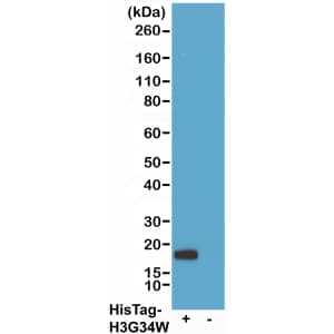 Western Blot: His Tag Antibody (RMH01) - Chimeric - Azide and BSA Free [NBP3-26048] - Western blot of 293T cells transfected (+) or untransfected (-) with a DNA construct encoding His-Tag Histone H3 (G34W) protein, using Clone RMH01 at 0.2ug/mL, followed by a HRP conjugated anti-Human IgG secondary antibody.