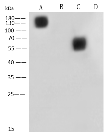 Western Blot MERS-CoV Spike Protein Antibody (12) - Azide and BSA Free