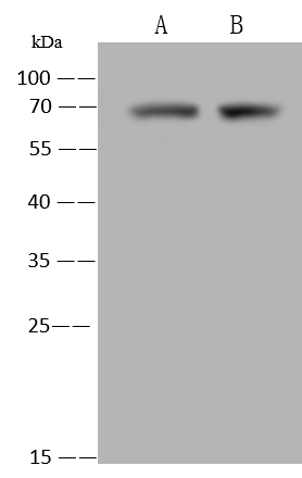 Western Blot: NEURL Antibody - Azide and BSA Free [NBP3-26077] - NBP3-26077 at 1:500 dilution  Lane A: MCF-7 Whole Cell Lysate  Lane A: NIH-3T3 Whole Cell Lysate  Lysates/proteins at 30 ug per lane.  Secondary  Goat Anti-Rabbit IgG (H+L) [HRP] at 1/10000 dilution.  Developed using the ECL technique.  Performed under reducing conditions.  Predicted band size:62 kDa  Observed band size:70 kDa