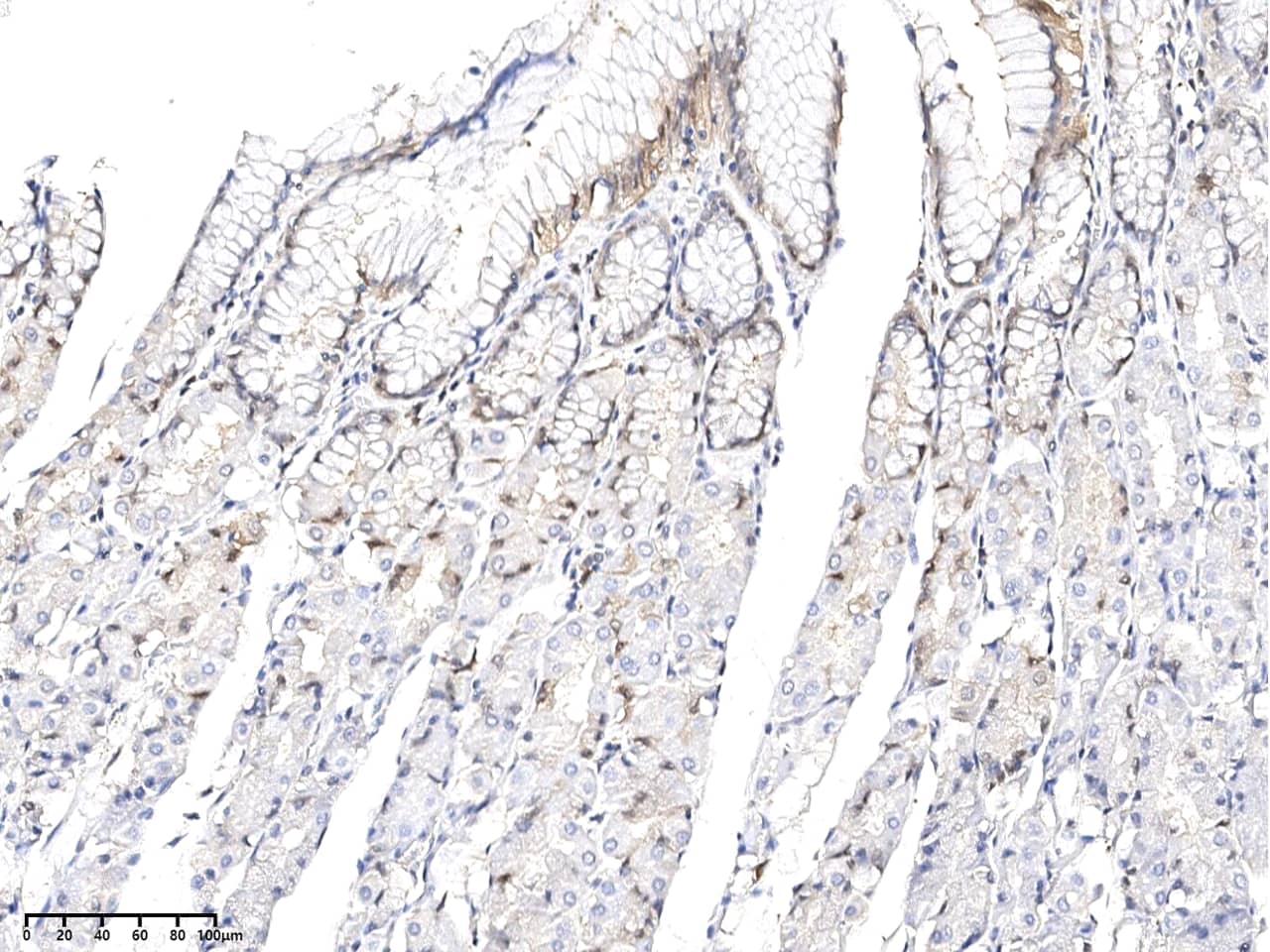 Immunohistochemistry-Paraffin: Kallikrein 15 Antibody (02) - Azide and BSA Free [NBP3-26079] - Immunochemical staining of human Kallikrein 15 in human stomach with NBP3-26079 at 1:200 dilution, formalin-fixed paraffin embedded sections.