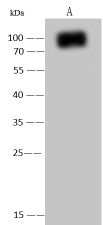 Western Blot AcmNPV gp64 Protein Antibody - Azide and BSA Free