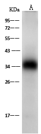 Western Blot: OR6X1 Antibody - Azide and BSA Free [NBP3-26089] - NBP3-26089 at 1:500 dilution. Lane A: 293 Whole Cell Lysate. Lysates/proteins at 30 ug per lane. Secondary Goat Anti-Rabbit IgG (H+L) [HRP] at 1/10000 dilution. Developed using the ECL technique. Performed under reducing conditions. Predicted band size: 35 kDa. Observed band size: 35 kDa