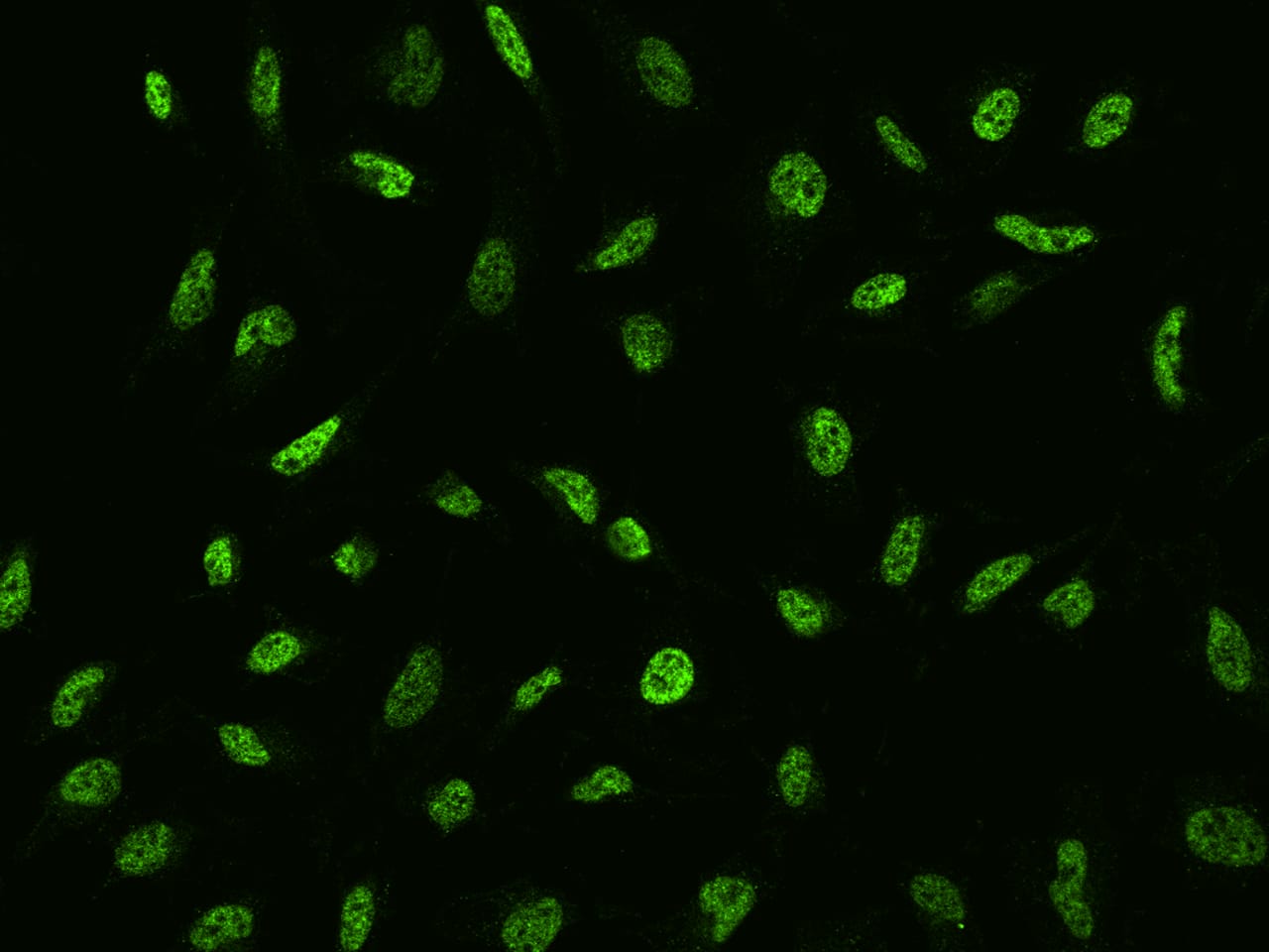 Immunocytochemistry/ Immunofluorescence: FAM219B Antibody - Azide and BSA Free [NBP3-26092] - Immunofluorescence staining of FAM219B in Hela cells. Cells were fixed with 4% PFA, permeabilzed with 0.3% Triton X-100 in PBS,blocked with 10% serum, and incubated with NBP3-26092 (dilution ratio 1:200) at 4C overnight. Then cells were stained with the Goat Anti-rabbit IgG secondary antibody [Alexa Fluor 488] (green). Positive staining was localized to Nucleus.