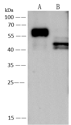 Western Blot Human Respiratory Syncytial Virus A2 Fusion Protein Antibody - Azide and BSA Free