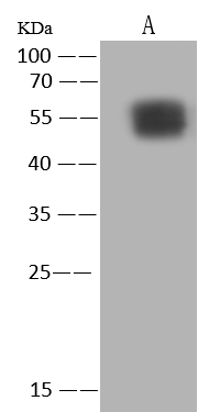 Western Blot: Monkeypox Virus B21R Antibody - Azide and BSA Free [NBP3-26104] - NBP3-26104 at 1:5000 dilution. Lane A: OVA conjugated Monkeypox Virus B21R peptide, 5ng. Secondary Goat Anti-Rabbit IgG (H+L) [HRP] at 1/10000 dilution. Developed using the ECL technique. Performed under reducing conditions.