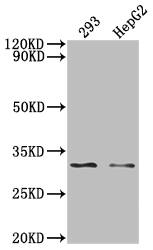 Western Blot: NDUFS3 Antibody (1H12) [NBP3-26117] - Positive Western Blot detected in: 293 whole cell lysate, HepG2 whole cell lysate.  All lanes: NDUFS3 Antibody at 1: 2000 Secondary: Goat polyclonal to rabbit IgG at 1/50000 dilution. Predicted band size: 31, 15 KDa Observed band size: 31 kDa