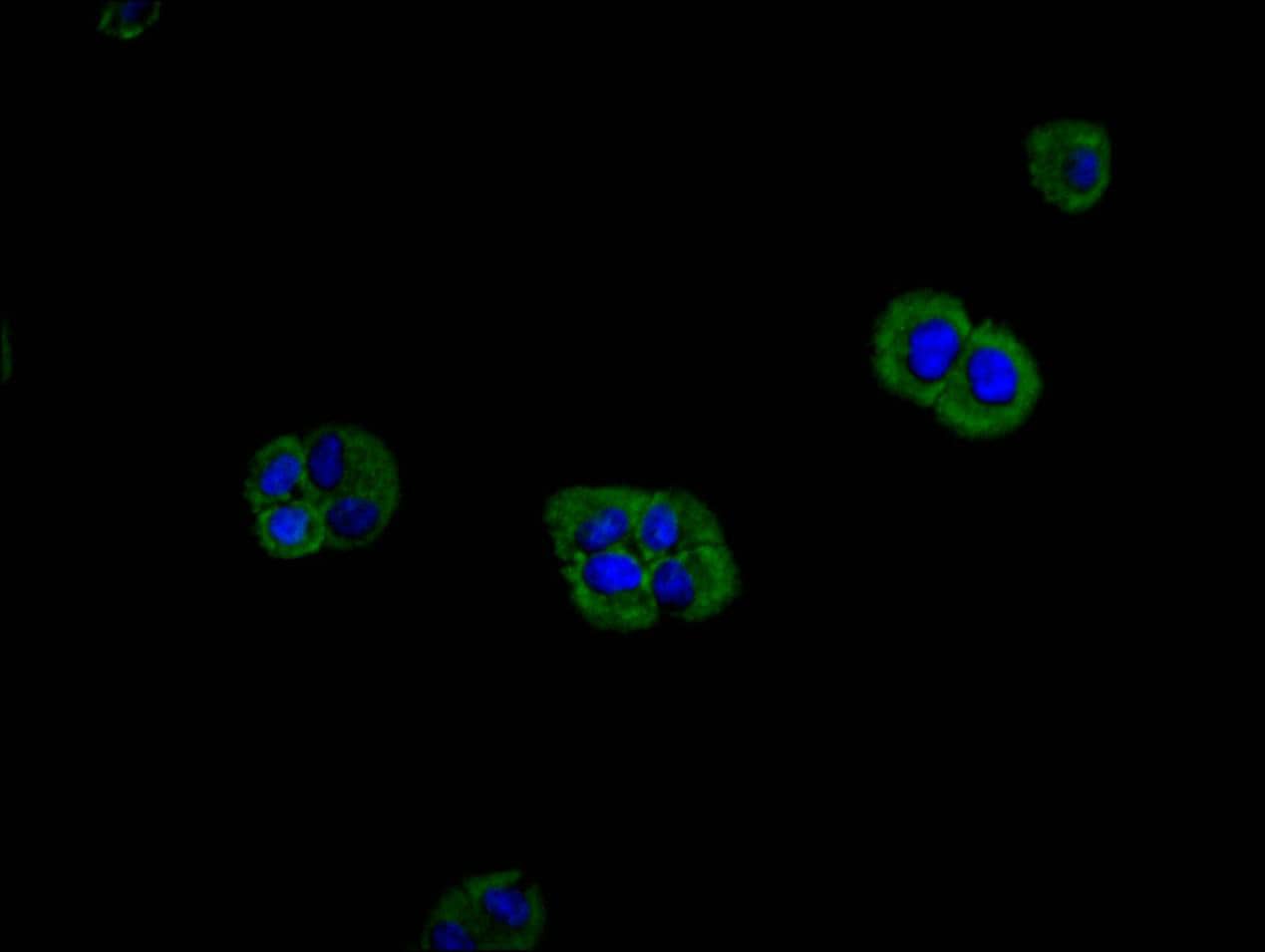 Immunocytochemistry/Immunofluorescence: M-Ras/R-Ras3 Antibody (26E12) [NBP3-26128] - Staining of Hela cell with M-Ras/R-Ras3 Antibody (26E12) at 1:200, counter-stained with DAPI. The cells were fixed in 4% formaldehyde and blocked in 10% normal Goat Serum. The cells were then incubated with the antibody overnight at 4C. The secondary antibody was FITC-conjugated Goat Anti-Mouse IgG (H+L).