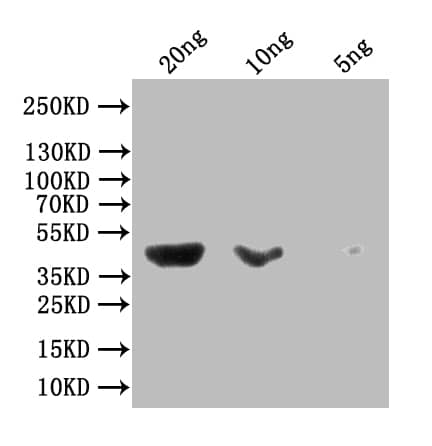 Western Blot: Rabbit Maltose Binding Protein mAb (10F2) [NBP3-26156] - Positive western blot detected in Escherichia coli lysate. All lanes: malE antibody at 1:1000 Secondary: Goat polyclonal to rabbit IgG at 1/50000 dilution Predicted band size: 44 kDaObserved band size: 44 kDa