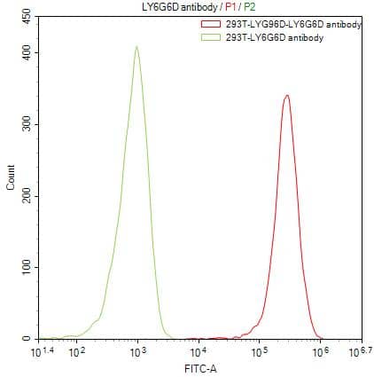 Flow Cytometry: Gr-1/Ly-6G Antibody (8I8) [NBP3-26160] - Untransfected HEK293T cells (green line) and transfected Human LY6G6D HEK293T stable cells (red line) were stained with anti-LY6G6D antibody (Gr-1/Ly-6G Antibody (8I8)) (2ug/1*10^6 cells), washed and then followed by FITC-conjugated anti-Human IgG Fc antibody and analyzed with flow cytometry.