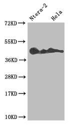 Western Blot Lefty-A Antibody (10G2)