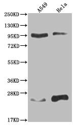 Western Blot: AOF1 Antibody (15F3) [NBP3-26183] - Positive Western Blot detected in: A549 whole cell lysate, Hela whole cell lysate. All lanes: AOF1 Antibody at 1: 2000 Secondary: Goat polyclonal to rabbit IgG at 1/50000 dilution. Predicted band size: 93, 66, 20 kDa Observed band size: 90-95, 17-28 kDa