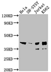 Western Blot: Islet-1 Antibody (4F6) [NBP3-26191] - Positive Western Blot detected in: Hela whole cell lysate, SH-SY5Y whole cell lysate, Jurkat whole cell lysate, K562 whole cell lysate. All lanes: Islet-1 Antibody at 1: 2000 Secondary: Goat polyclonal to rabbit IgG at 1/50000 dilution. Predicted band size: 40 kDa Observed band size: 39 kDa