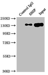 Immunoprecipitation: SHIP Antibody (9G11) [NBP3-26196] - Immunoprecipitating SHIP in Raji whole cell lysate. Lane 1: Rabbit control IgG instead of NBP3-26196 in Raji whole cell lysate. For western blotting, a HRP-conjugated Protein G antibody was used as the secondary antibody (1/2000). Lane 2: NBP3-26196 (2ug) + Raji whole cell lysate(500ug). Lane 3: Raji whole cell lysate (10ug).