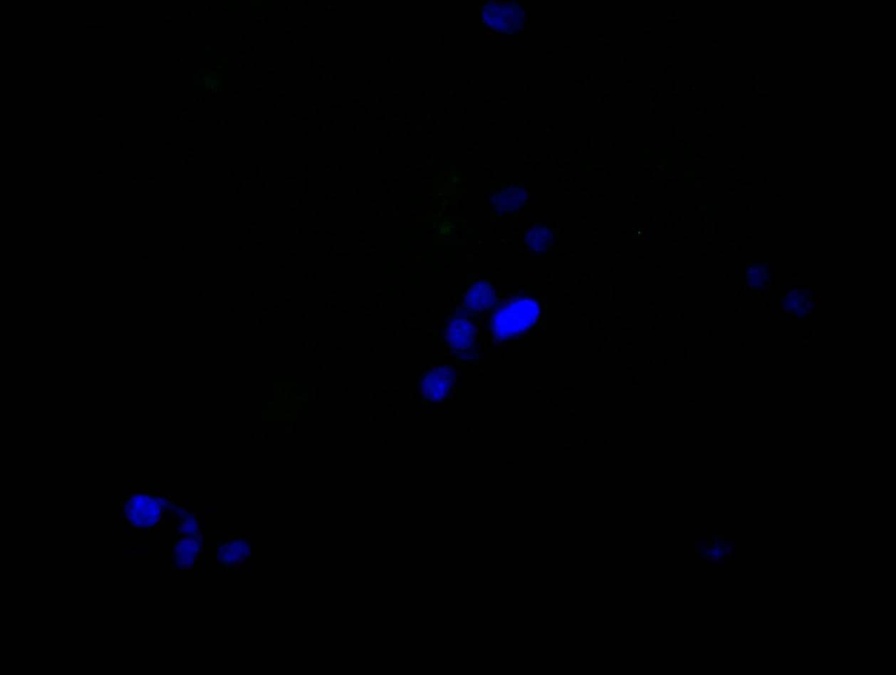 Immunocytochemistry/Immunofluorescence: hnRNP C1 + C2 Antibody (9G1) [NBP3-26221] - Staining of HepG2 cell with 5% goat serum, counter-stained with DAPI. The cells were fixed in 4% formaldehyde and blocked in 10% normal Goat Serum. The cells were then incubated with the antibody overnight at 4C. The secondary antibody was Alexa Fluor 488-congugated AffiniPure Goat Anti-Rabbit IgG (H+L).