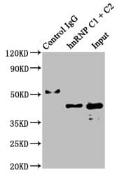 Immunoprecipitation: hnRNP C1 + C2 Antibody (9G1) [NBP3-26221] - Immunoprecipitating hnRNP C1 + C2 in Hela whole cell lysate. Lane 1: Rabbit control IgG instead of NBP3-26221 in Hela whole cell lysate. For western blotting, a HRP-conjugated Protein G antibody was used as the secondary antibody (1/2000). Lane 2: NBP3-26221 (3ug) + Hela whole cell lysate (500ug). Lane 3: Hela whole cell lysate (20ug).