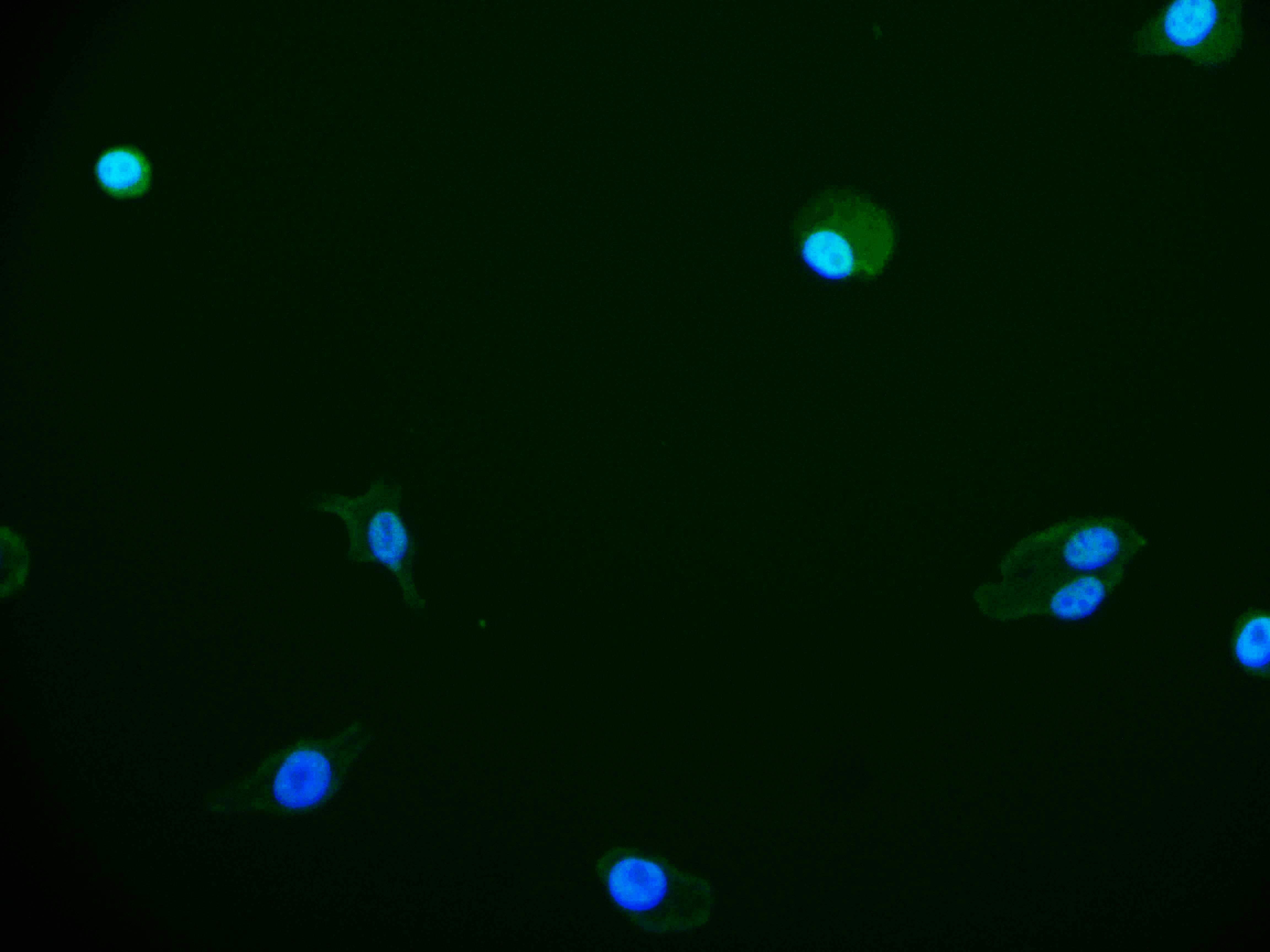 Immunocytochemistry/Immunofluorescence: FIH-1/HIF-1AN Antibody (12F11) [NBP3-26233] - Staining of HepG2 cell with FIH-1/HIF-1AN Antibody (12F11) at 1:50, counter-stained with DAPI. The cells were fixed in 4% formaldehyde and blocked in 10% normal Goat Serum. The cells were then incubated with the antibody overnight at 4C. The secondary antibody was Alexa Fluor 525-conjugated Goat Anti-Rabbit IgG (H+L).