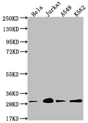 Western Blot: 14-3-3 gamma Antibody (13C9) [NBP3-26246] - Positive Western Blot detected in: Hela whole cell lysate, Jurkat whole cell lysate, A549 whole cell lysate, K562 whole cell lysate. All lanes: 14-3-3 gamma Antibody at 1: 2000 Secondary: Goat polyclonal to rabbit IgG at 1/50000 dilution. Predicted band size: 29 kDa Observed band size: 29 kDa