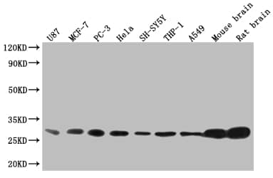 Western Blot: 14-3-3 beta/alpha Antibody (6F6) [NBP3-26247] - Positive Western Blot detected in: U87 whole cell lysate, MCF-7 whole cell lysate, PC3 whole cell lysate, Hela whole cell lysate, SH-SY5Y whole cell lysate, THP-1 whole cell lysate, A549 whole cell lysate, Mouse brain tissue, Rat brain tissue. All lanes: 14-3-3 beta/alpha Antibody at 1: 2000 Secondary: Goat polyclonal to rabbit IgG at 1/50000 dilution. Predicted band size: 29, 28 kDa Observed band size: 25-35 kDa