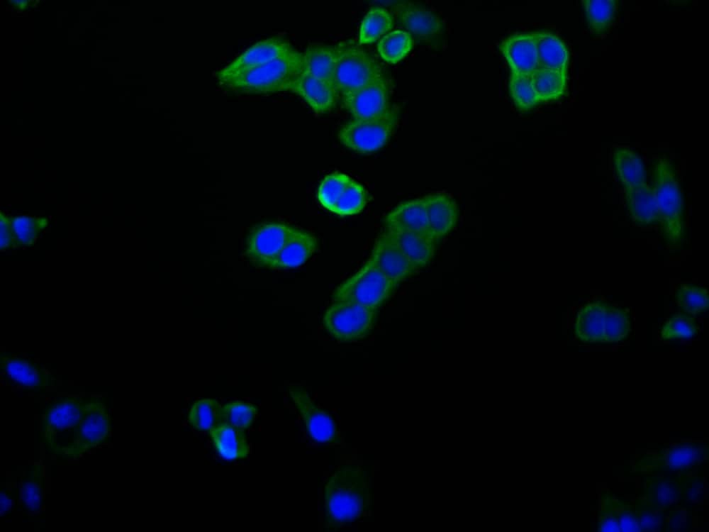 Immunocytochemistry/Immunofluorescence: 14-3-3 beta/alpha Antibody (6F6) [NBP3-26247] - Staining of PC-3 cell with 14-3-3 beta/alpha Antibody (6F6) at 1:50, counter-stained with DAPI. The cells were fixed in 4% formaldehyde and blocked in 10% normal Goat Serum. The cells were then incubated with the antibody overnight at 4C. The secondary antibody was Alexa Fluor 494-conjugated Goat Anti-Rabbit IgG (H+L).