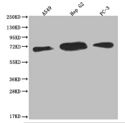 Western Blot USP22 Antibody (18H6) - BSA Free