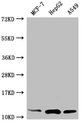 Western Blot: Thioredoxin-1 Antibody (3H8) [NBP3-26266] - Positive Western Blot detected in: MCF-7 whole cell lysate, HepG2 whole cell lysate, A549 whole cell lysate. All lanes: Thioredoxin-1 Antibody at 1: 2000 Secondary: Goat polyclonal to rabbit IgG at 1/50000 dilution. Predicted band size: 10, 12 kDa Observed band size: 12 kDa