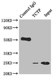 Immunoprecipitation: TPT1/TCTP Antibody (10A9) [NBP3-26272] - Immunoprecipitating TPT1/TCTP in Hela whole cell lysate. Lane 1: Rabbit control IgG instead of NBP3-26272 in Hela whole cell lysate. For western blotting, a HRP-conjugated Protein G antibody was used as the secondary antibody (1/2000). Lane 2: NBP3-26272 (2ug) + Hela whole cell lysate (500ug). Lane 3: Hela whole cell lysate (10ug).