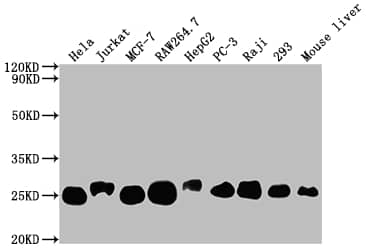 Western Blot: TPT1/TCTP Antibody (10A9) [NBP3-26272] - Positive Western Blot detected in: Hela whole cell lysate, Jurkat whole cell lysate, MCF-7 whole cell lysate, RAW264.7 whole cell lysate, HepG2 whole cell lysate, PC-3 whole cell lysate, Raji whole cell lysate, 293 whole cell lysate, Mouse liver tissue. All lanes: TPT1/TCTP Antibody at 1: 2000 Secondary: Goat polyclonal to rabbit IgG at 1/50000 dilution. Predicted band size: 20, 16 kDa Observed band size: 25 kDa