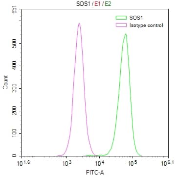 Flow Cytometry: SOS1 Antibody (2B2) [NBP3-26307] - Overlay Peak curve showing Hela cells stained with SOS1 Antibody (2B2) (red line) at 1:50. The cells were fixed in 4% formaldehyde and permeated by 0.2% Triton X-100. Then 10% normal goat serum to block non-specific protein-protein interactions followed by the antibody (1ug/1*10^6 cells) for 45min at 4C. The secondary antibody used was FITC-conjugated Goat Anti-rabbit IgG (H+L) at 1:200 dilution for 35min at 4C. Control antibody (green line) was rabbit IgG (1ug/1*10^6 cells) used under the same conditions. Acquisition of >10,000 events was performed.