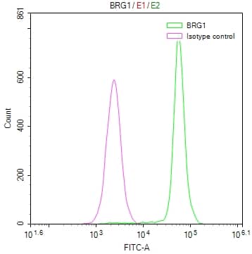 Flow Cytometry: Brg1 Antibody (22F3) [NBP3-26314] - Overlay Peak curve showing Hela cells stained with Brg1 Antibody (22F3) (red line) at 1:50. The cells were fixed in 4% formaldehyde and permeated by 0.2% Triton X-100. Then 10% normal goat serum to block non-specific protein-protein interactions followed by the antibody (1ug/1*10^6 cells) for 45min at 4C. The secondary antibody used was FITC-conjugated Goat Anti-rabbit IgG (H+L) at 1:200 dilution for 35min at 4C. Control antibody (green line) was rabbit IgG (1ug/1*10^6 cells) used under the same conditions. Acquisition of >10,000 events was performed.