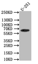 Western Blot: EAAT2/GLT1 Antibody (28F9) [NBP3-26322] - Positive Western Blot detected in: U251 whole cell lysate. All lanes: EAAT2/GLT1 Antibody at 1: 1000 Secondary: Goat polyclonal to rabbit IgG at 1/50000 dilution. Predicted band size: 62 kDa Observed band size: 62 kDa