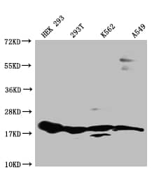 Western Blot: RPS19 Antibody (7E6) [NBP3-26339] - Positive Western Blot detected in: HEK293 whole cell lysate, 293T whole cell lysate, K562 whole cell lysate, A549 whole cell lysate. All lanes: RPS19 Antibody at 1: 1000 Secondary: Goat polyclonal to rabbit IgG at 1/50000 dilution. Predicted band size: 17 kDa Observed band size: 15-20 kDa