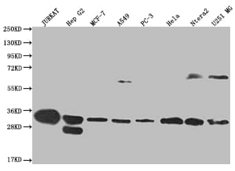 Western Blot: PA28 Activator alpha Subunit/PSME1 Antibody (29D5) [NBP3-26364] - Positive Western Blot detected in: Jurkat whole cell lysate, HepG2 whole cell lysate, MCF-7 whole cell lysate, A549 whole cell lysate, PC3 whole cell lysate, Hela whole cell lysate, Ntera-2 whole cell lysate, U251 whole cell lysate. All lanes: PA28 Activator alpha Subunit/PSME1 Antibody at 1: 2000 Secondary: Goat polyclonal to rabbit IgG at 1/50000 dilution. Predicted band size: 29, 27 kDa Observed band size: 28-30, 55-72 kDa