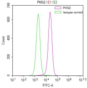 Flow Cytometry: PKN2 Antibody (11H3) [NBP3-26378] - Overlay Peak curve showing HepG2 cells stained with PKN2 Antibody (11H3) (red line) at 1:50. The cells were fixed in 4% formaldehyde and permeated by 0.2% Triton X-100. Then 10% normal goat serum to block non-specific protein-protein interactions followed by the antibody (1ug/1*10^6 cells) for 45min at 4C. The secondary antibody used was FITC-conjugated Goat Anti-rabbit IgG (H+L) at 1:200 dilution for 35min at 4C. Control antibody (green line) was rabbit IgG (1ug/1*10^6 cells) used under the same conditions. Acquisition of >10,000 events was performed.