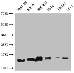 Western Blot: PIN4 Antibody (14A7) [NBP3-26381] - Positive Western Blot detected in: U251 whole cell lysate, MCF-7 whole cell lysate, HEK293 whole cell lysate, Hela whole cell lysate, Jurkat whole cell lysate, PC3 whole cell lysate. All lanes: PIN4 Antibody at 1: 1000 Secondary: Goat polyclonal to rabbit IgG at 1/50000 dilution. Predicted band size: 14, 17, 15 kDa Observed band size: 12-17 kDa